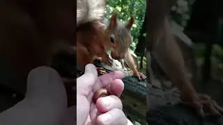 Белки и орешки / Squirrels and nuts