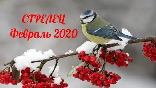 СТРЕЛЕЦ таро прогноз на февраль 2020 года!!!