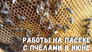 Работы на пасеке с пчёлами в июне