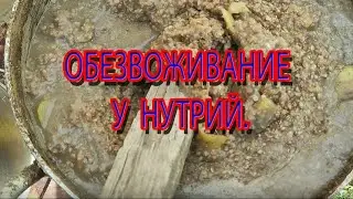 ОБЕЗВОЖИВАНИЕ У НУТРИЙ. Симптомы и как избежать.