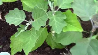 Полезный эликсир для перцев и баклажан. Биопрепараты для огурцов.