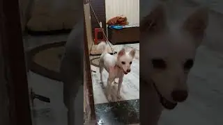 हम बोल नहीं सकते तो क्या हुआ । कोई मुझे भी प्यार कर लो