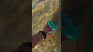 Санек нашел королевскую мурену!