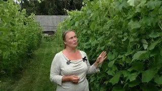 План работ на винограднике на август. Сезон 2024