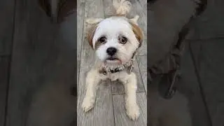 Teach a Dog How to Shake 
