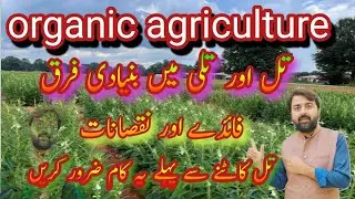 Sesame farming in Pakistan || traditional methods of farming in Pakistan ||organic farming Pakistan