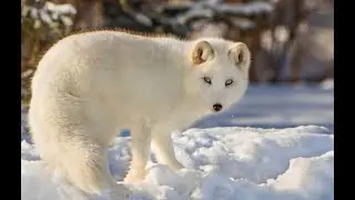 Песец