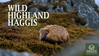 Wild Haggis | A Perilous Highland Journey