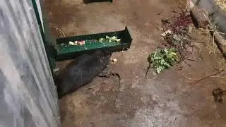 Нутрии первый помет (окот)