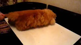 кот перс балдеет на кухонном столе)))ржака)cat relax)