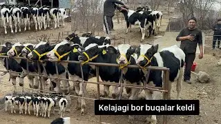 Cho’rniy pyostra buqalar va hunajinlar sotiladi. 14 01 2024.