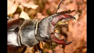 Stag beetle Lucanus cervus (male) climbing a tree, Vendée, France