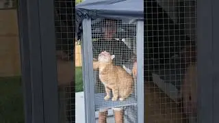 BUILDING KURT A CATIO 