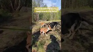 Сила и мощь. Metan Шнурки 