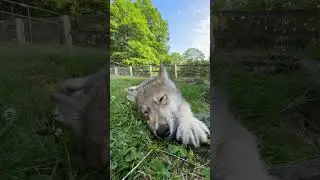 Your Moment of Wolf Pup Zen 🐺