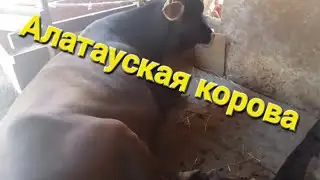 КАК КОРМИТЬ КОРОВУ?АЛАТАУСКАЯ ПОРОДА.