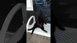 The Cat Who Knew Zen. 😽💤 | Кот, который познал Дзен. 🙏😌