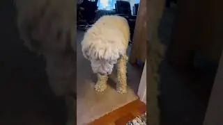 Traction That Travels For Your Dog