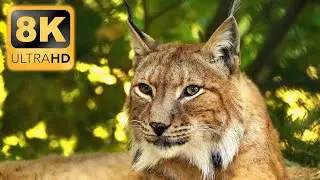 THE LIFE OF ANIMALS 8K Video ULTRA HD / HDR
