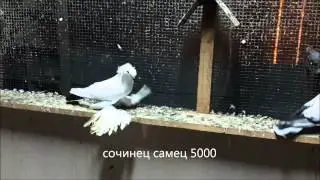 голуби узбекской породы