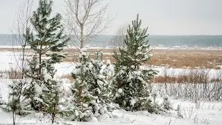 Раиса Саед-Шах -  Просыпается душа