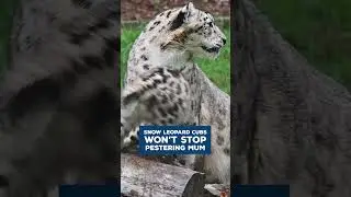 Snow leopard cubs just won't leave Mum alone! #animals #cute #heartwarming #shorts