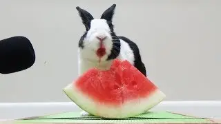 Rabbit eating watermelon ASMR
