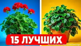 ОБЯЗАТЕЛЬНО ПОСТАВЬТЕ ЭТИ ЦВЕТЫ ДОМА! 15 лучших растений для очистки воздуха!