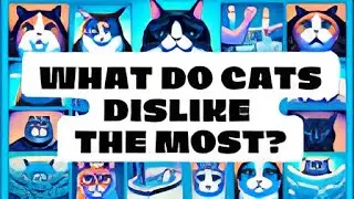 12 Things Cats Absolutely Hate / What do cats dislike the most / Cat World Academy