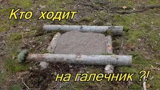 Кто ходит на галечник?! Кадры с фотоловушки!