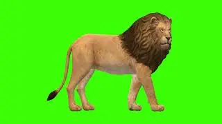 Green Screen | Chroma Key | Animal 4K | Lion | Multiple Angles