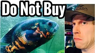 Don’t Buy Oscar Fish - 6 Reasons Why