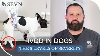 The 5 Grades of IVDD in Dogs || Thoracolumbar Region