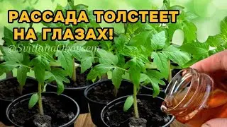 Я ОБАЛДЕЛА! ЕСЛИ ДОБАВИТЬ НЕМНОГО ЭТОГО В ПОЧВУ - ХИЛАЯ РАССАДА ОЖИВАЕТ И РАСТЕТ  КРЕПЫШОМ.