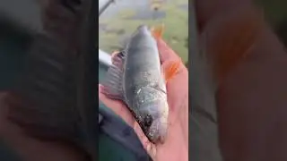 Самая читающая нация в мире! Смотреть до конца