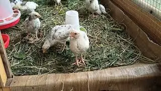 Безопасный цыплятник своими руками.