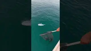 Девушка Ловит Большую Рыбу в Дубаях 