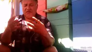 Болезни пчёл. Гнильцы