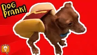 Dog Gets Pranked by HobbyFamilyTV! HobbyFlappy Reaction in Hot Dog Costume
