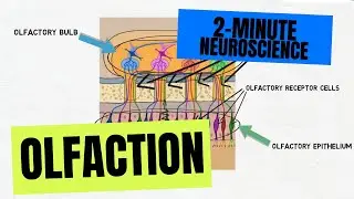 2-Minute Neuroscience: Olfaction