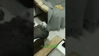 Щенок голой китайской хохлатой.👍😆