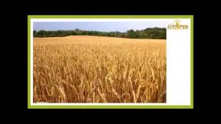 Курс "Технология бинарных посевов в системе NO-till" Лекция №7. часть 4.