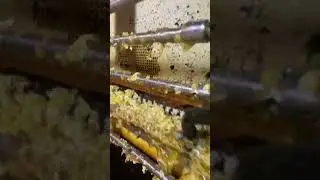 Процесс распечатки мёда 😍