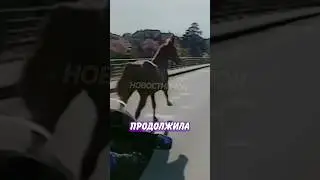 🤣 Лошадь шокировала гонщиков и зрителей! | Новостничок