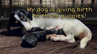 Part 2: DACHSHUND PUPPIES BEING BORN | Dog giving birth! | what to expect? What to do?