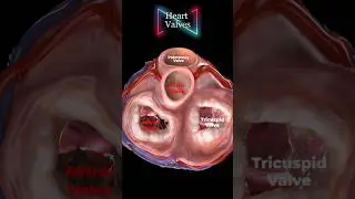 Heart Valves 🩺🫀