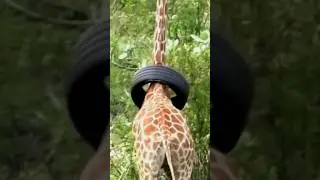 Жираф попал в ловушку! 😱
