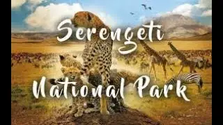 AFRICAN SERENGETI (documentary Ekosistem Serengeti )