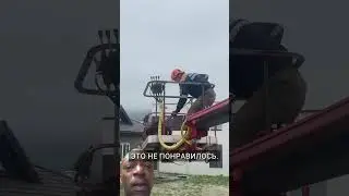 Енот драчун залез на столб!  