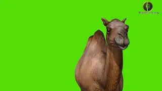 Camel Green Screen HD